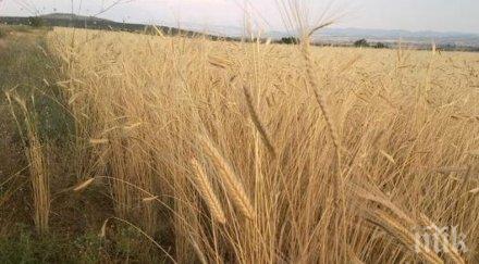 нивите пшеница рискова ситуация