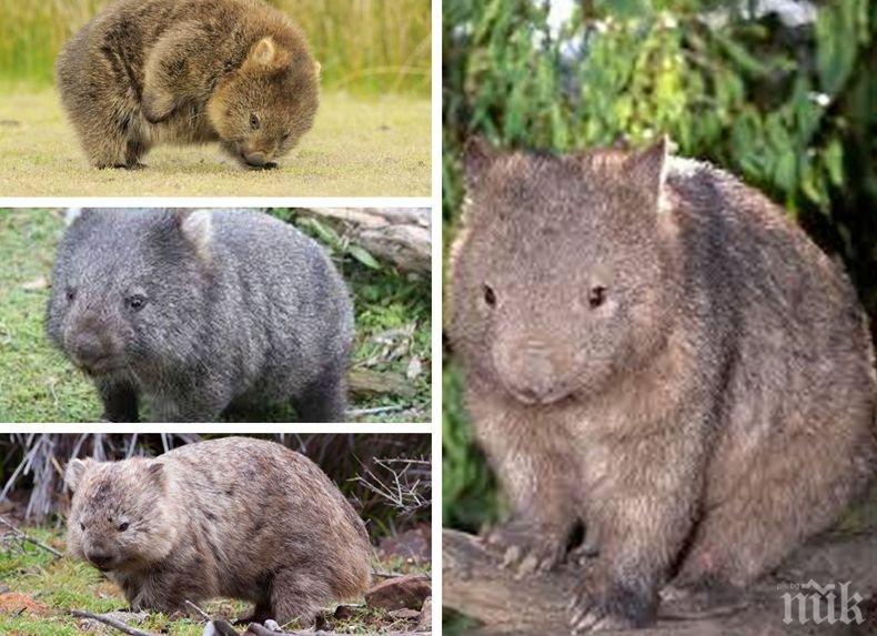 Мерки: Властите в Австралия с необичаен призив към туристите