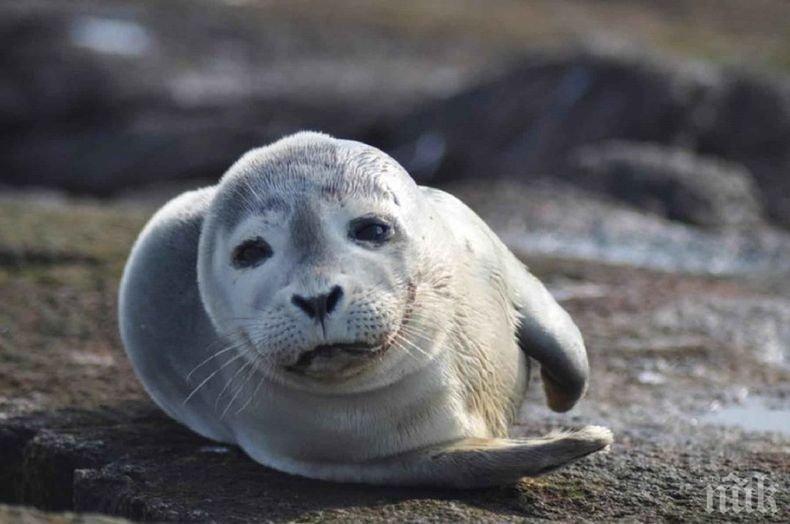 Океанът изхвърля болни морски лъвове на брега в Калифорния