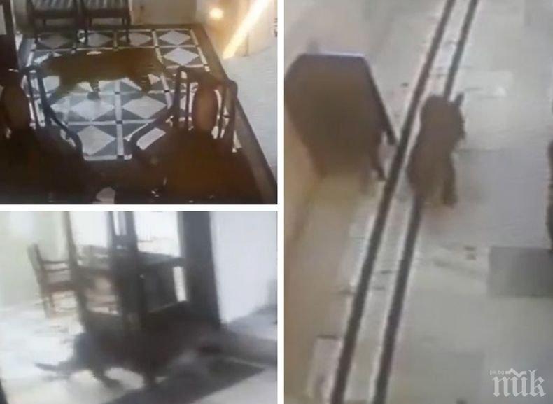 Неочакван гост: Див леопард нахлу в хотел в Индия (ВИДЕО)