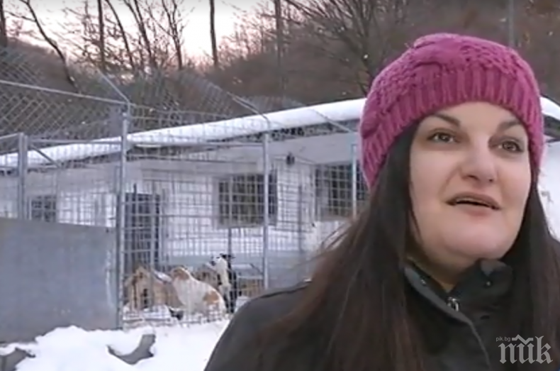 Концлагер за кучета в Габрово: Четириногите страдат от недохранхване, а даренията за тях изчезват