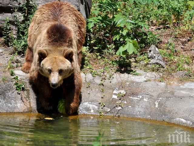 Варненската мечка Свобода отпразнува 30 години