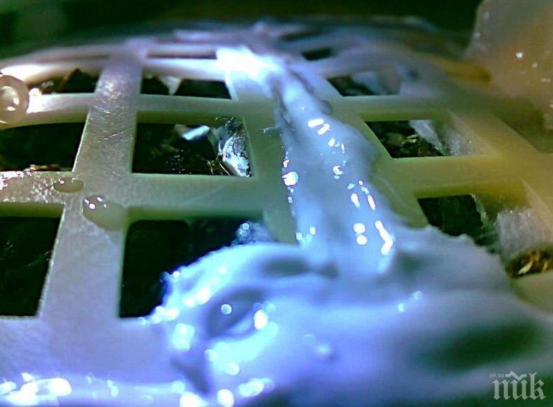 Поникналото в Космоса семе от памук не оцеля