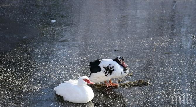 Лед скова язовир Доспат
