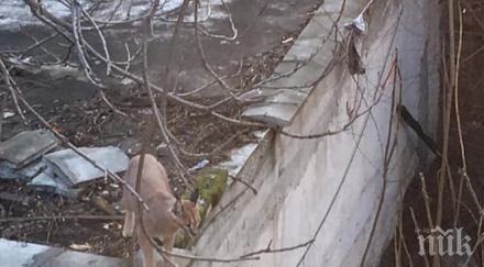 3000 глоба дива котка вкъщи