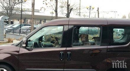 уникален хит куче подкара кола софия вози верни приятели снимки