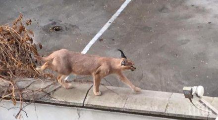 проговори собственичката каракала пловдив снимки