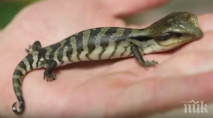 чудо природата откриха двуглав гущер австралия видео