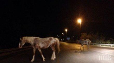 три коня изгоряха бургаско