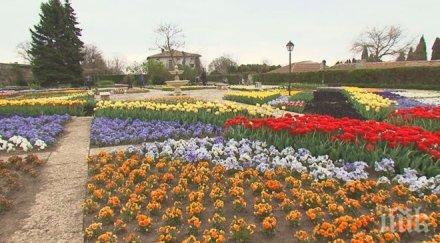 откриха сезона лалетата холандия