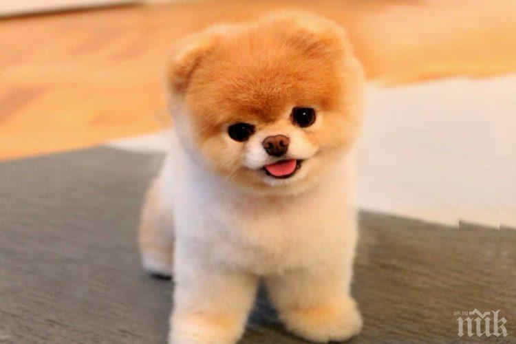 ТЪЖНО: Почина Бу - най-сладкото куче на света