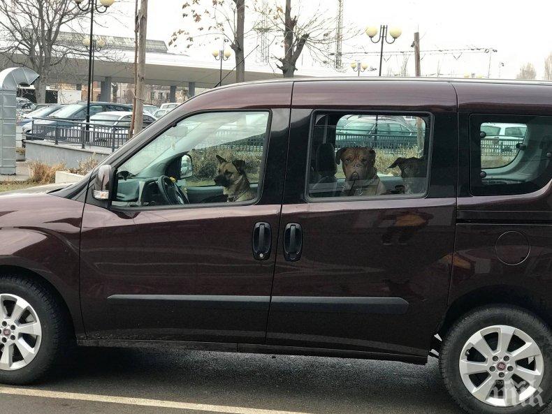 УНИКАЛЕН ХИТ: Куче подкара кола в София, вози верни приятели (СНИМКИ)