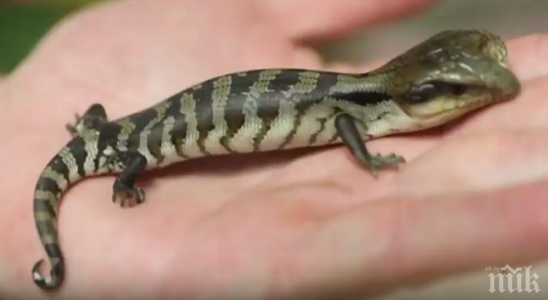 ЧУДО НА ПРИРОДАТА: Откриха двуглав гущер в Австралия (ВИДЕО)