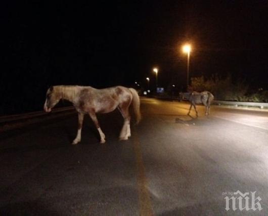 Три коня изгоряха в Бургаско