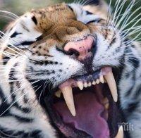Хасковският зоопарк посрещна красива тигрица от Чехия