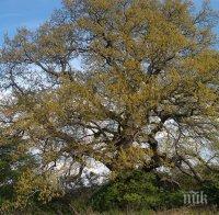 300-годишен дъб от трънско село е любимото дърво на България