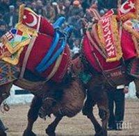 Хиляди се събраха на бой с камили в Турция (ВИДЕО)