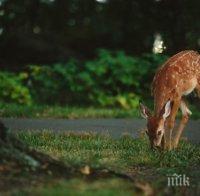ЖЕСТОКОСТ: Бракониер застреля сърна в овощна градина