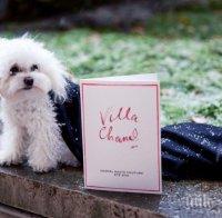 Кучето от първи ред на ревю на 