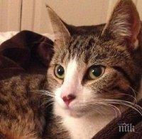 Четвърти ден домашна котка бедства на дърво