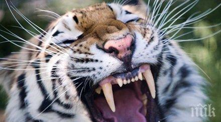 хасковският зоопарк посрещна красива тигрица чехия