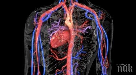 сензационно откриха нов вид кръвоносни съдове костите