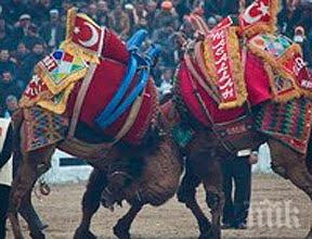хиляди събраха бой камили турция видео