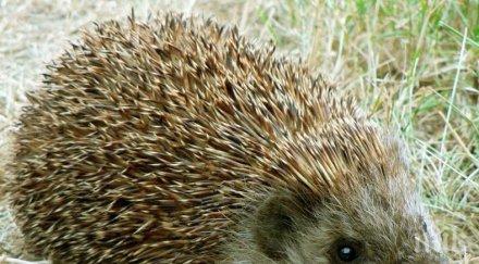 таралеж оплешивя стрес събуди рано зимен сън видео