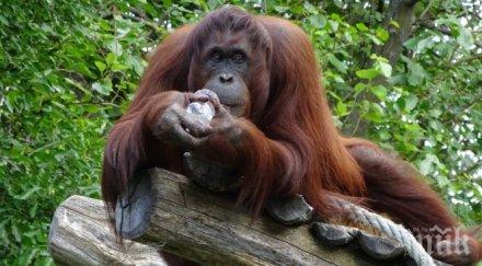 орангутан отхапа палеца доброволка зоопарк