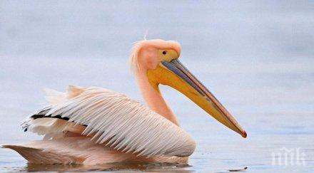 бракониери простреляха розов пеликан стара загора