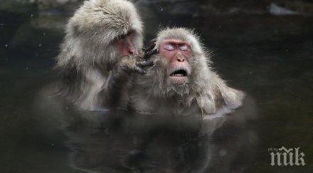 китай клонира пет маймуни