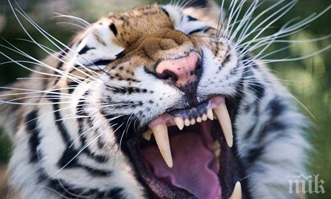 Хасковският зоопарк посрещна красива тигрица от Чехия