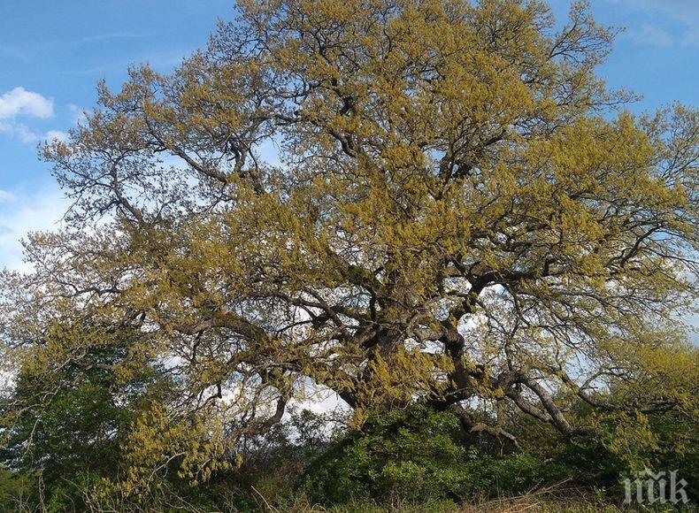 300-годишен дъб от трънско село е любимото дърво на България