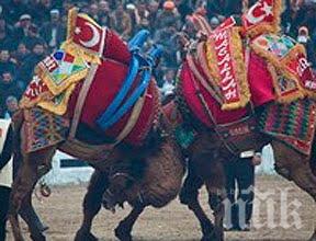 Хиляди се събраха на бой с камили в Турция (ВИДЕО)