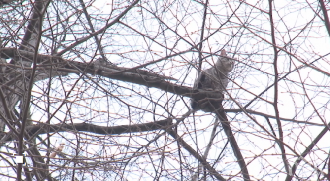 СЛЕД 4 ДНИ: Алпинист спаси котката в Своге