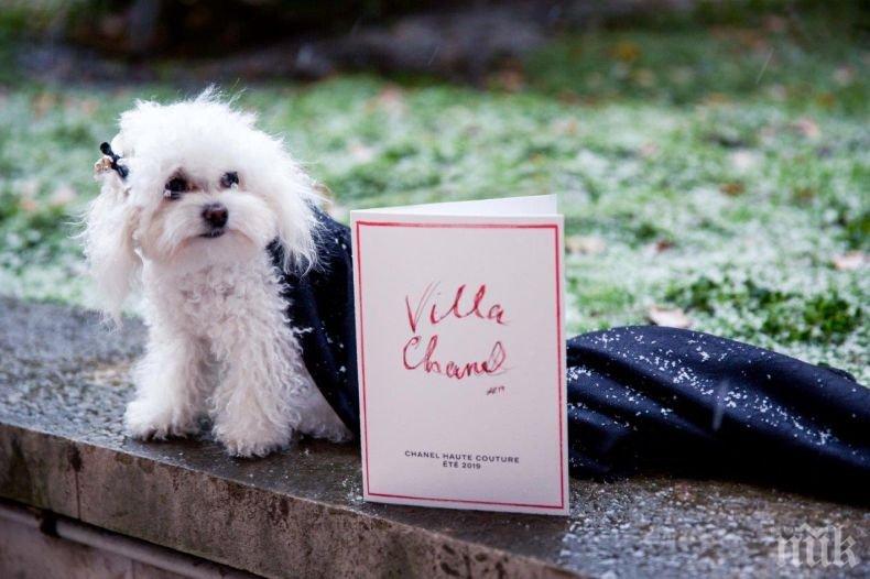 Кучето от първи ред на ревю на Шанел - герой в благотворителен календар (СНИМКИ)