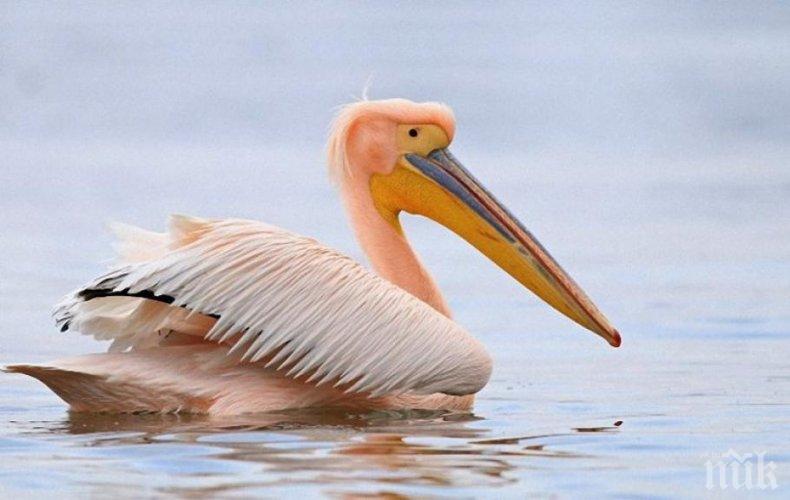 Резултат с изображение за „розов пеликан“
