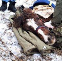 ИЗРОД: Софиянец остави кобилата си да мре в калта на пътя, но си прибра каруцата (СНИМКИ)