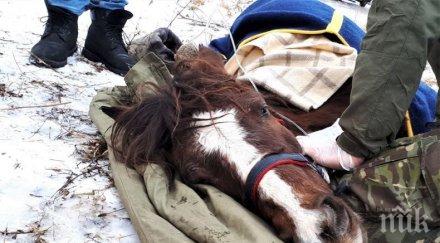 изрод софиянец остави кобилата мре калта пътя прибра каруцата снимки