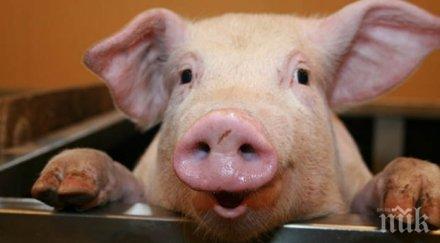 фонд земеделие отпуска млн лева хуманно отношение свинете птиците