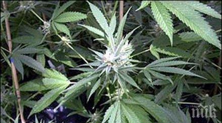 израел разреши износа медицинска марихуана