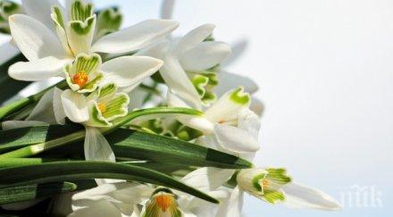 първите кокичета появиха пазара силистра