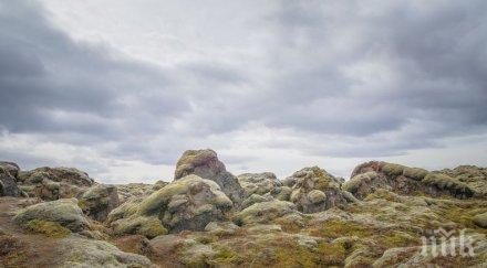 отишли всички дървета исландия