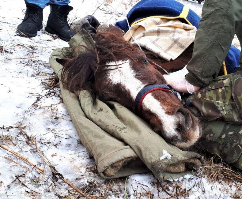 ИЗРОД: Софиянец остави кобилата си да мре в калта на пътя, но си прибра каруцата (СНИМКИ)