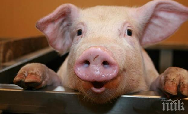 Фонд Земеделие отпуска над 67 млн. лева за хуманно отношение към свинете и птиците