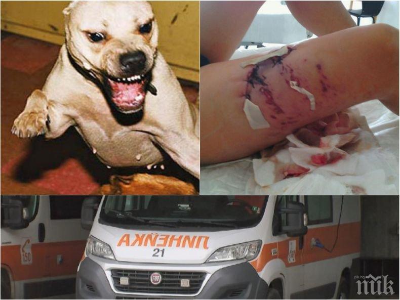 БРУТАЛНО: Питбул разкъса крака на момче - случаят се потулва три години, а детето още е в стрес (СНИМКА 18+)