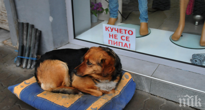 Бездомно куче се превърна в атракция за туристите във Велинград