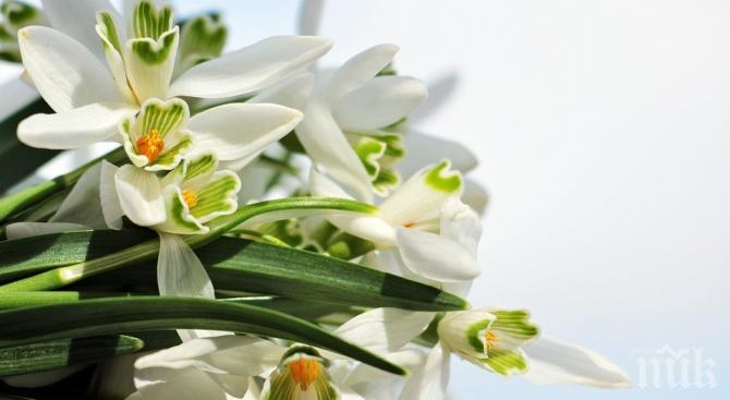 Първите кокичета се появиха на пазара в Силистра