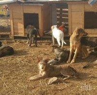 Доброволци се грижат за над 150 кучета в Спасителен център край Еремия