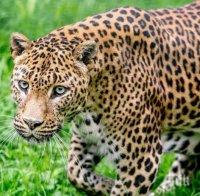 Леопард рани четирима в жилищен квартал 